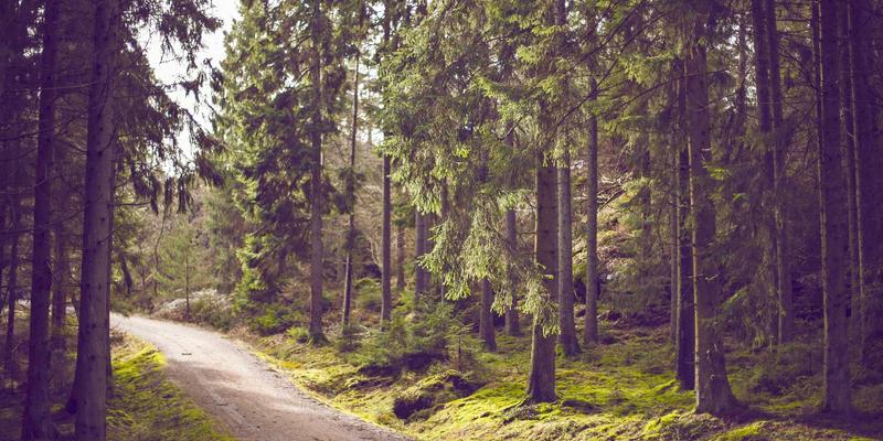 2024年十大编程语言趋势与学习路径:极客必看的技术风向标