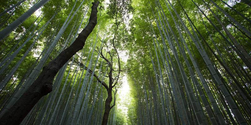 Rust语言如何重塑系统编程：从操作系统内核到WebAssembly的实战解析